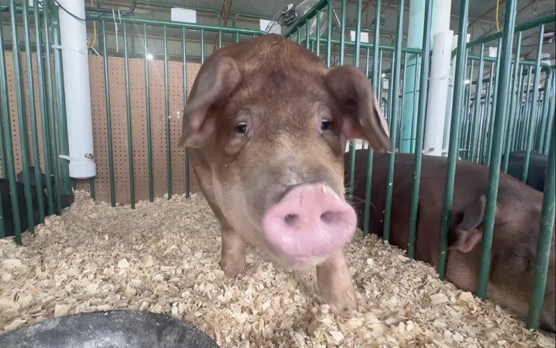 Thies shows fair's heaviest hog