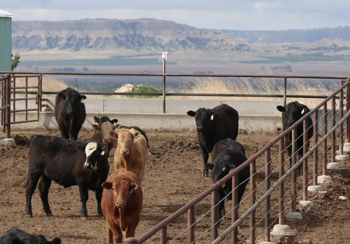 Nebraska Extension hosts drought management webinar for beef producers