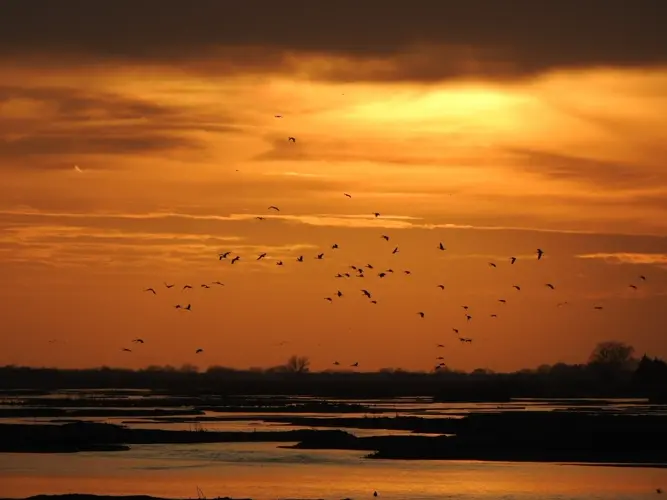 ‘Magic every time’ sandhill crane knowledge and appreciation