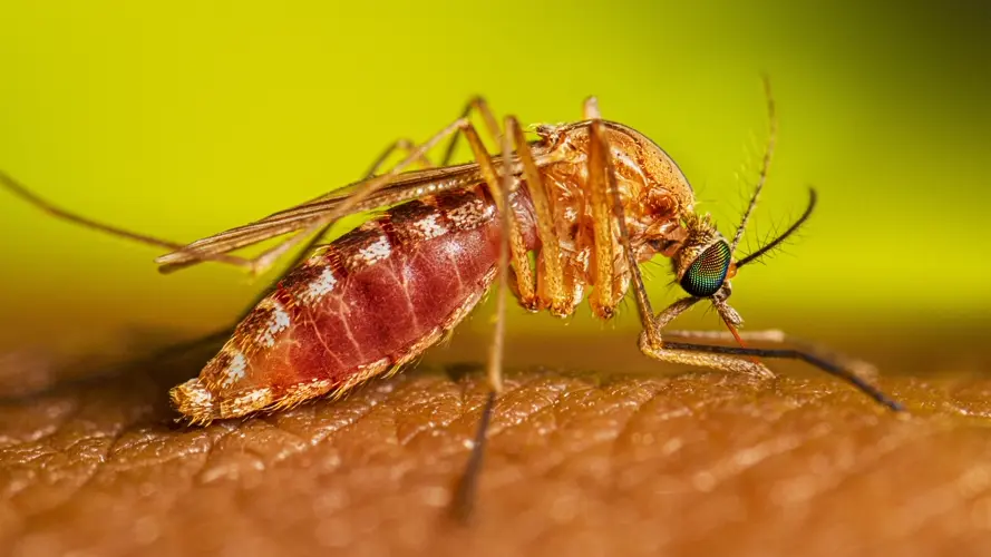 Mosquitoes test positive for West Nile virus in multiple parts of Nebraska