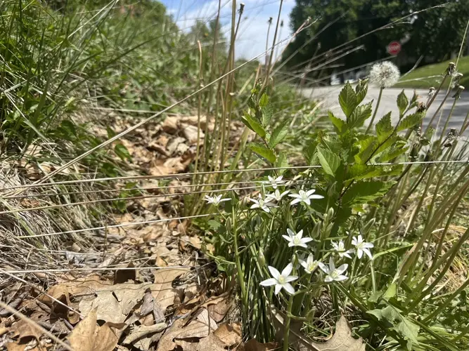 Grant supports native American medicinal garden