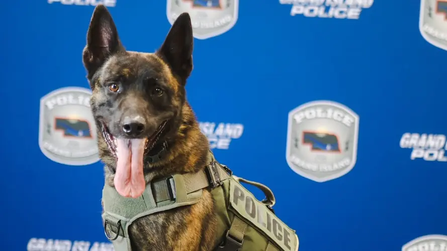 Muere K9 Cello, perro policía de Grand Island, tras ser atropellado