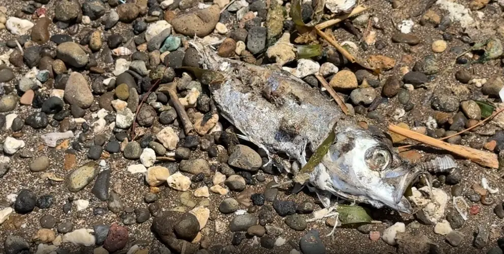 Social video shows large amounts of dead atulai washed up at Nimitz Beach