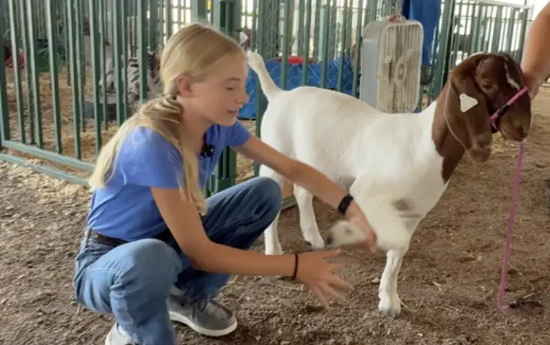 Hands-on livestock education