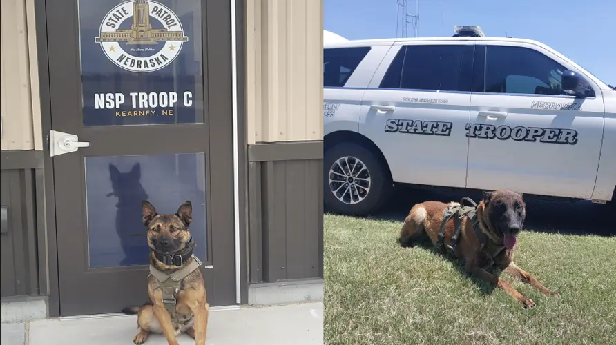State Patrol adds two new police service dogs, including Kearney-based K-9