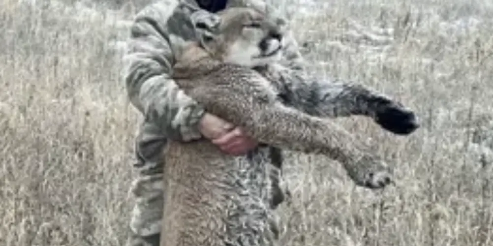 Commissioners to consider 2027 mountain lion season