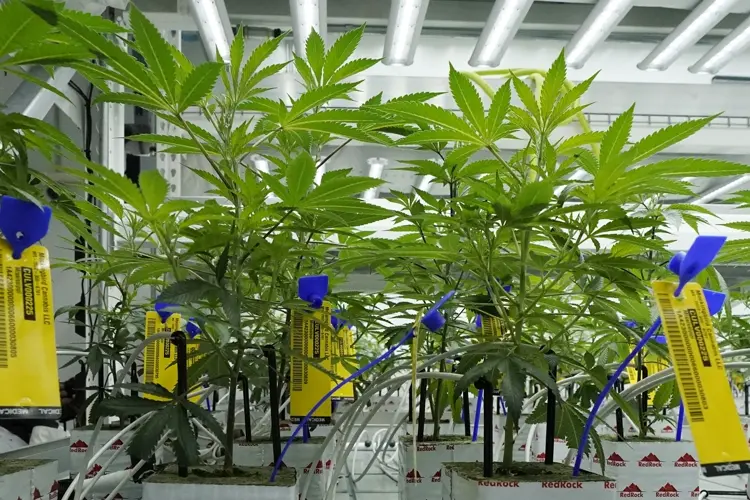 Nebraska AG joins lawsuit against marijuana reclassification