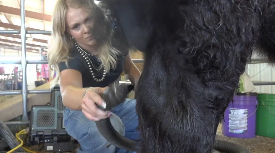 Heart City Cattle Battle expected to grow in year five