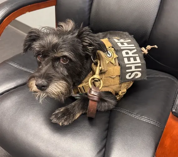 DCSO recibió a un perro en acogida temporal que ya se encuentra en un hogar estable