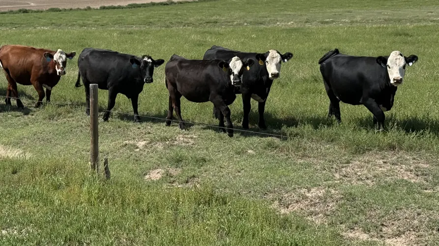 Drought grazing field tour scheduled near Sidney