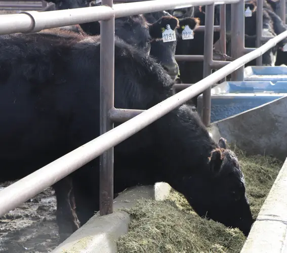 Forage options with freeze-damaged wheat