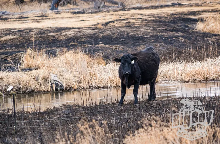 USDA accelerating wildfire assistance, expanding grazing options