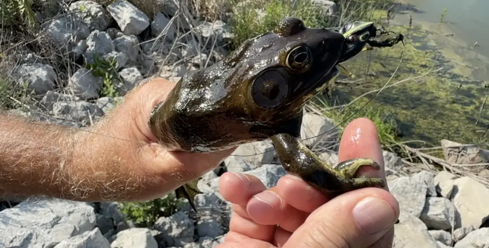 Bullfroging season underway in Nebraska