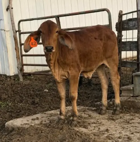 Sheriff reports bovine located