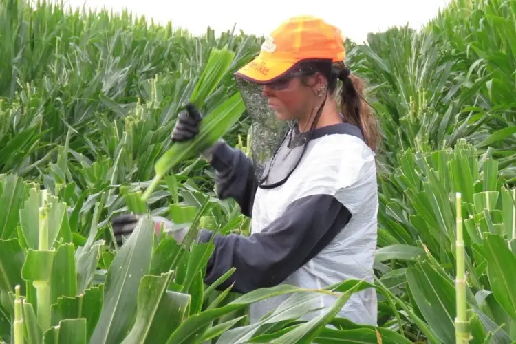 ‘It’s hard work’: Nebraska’s corn detasseling tradition is quietly fading