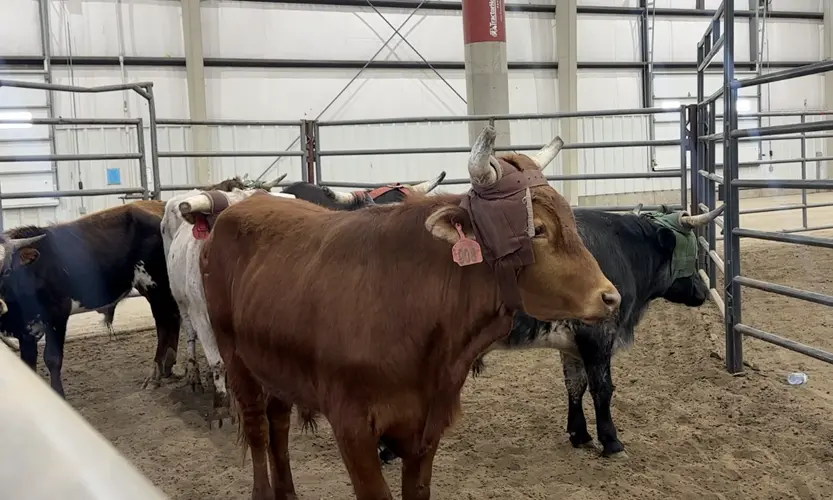 High heat, humidity brings high impact to cattle, livestock