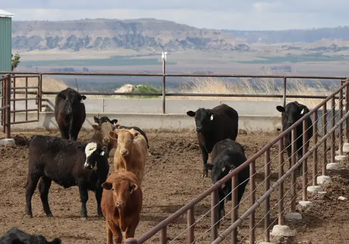 As drought persists, federal officials urge Nebraska farmers to meet July 15 reporting deadline