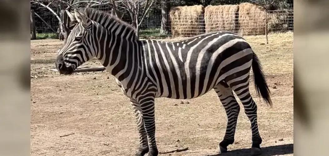 Man cited after seizure of dozens of animals at West Omaha home