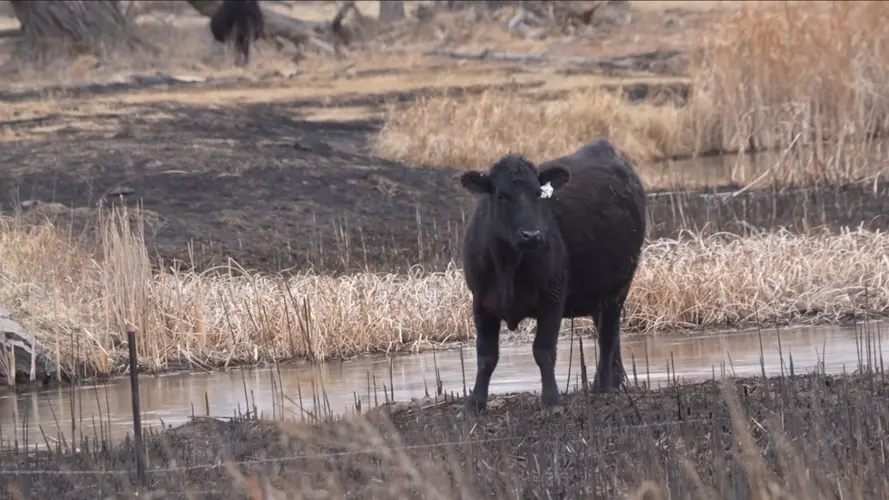 Five-generation ranching family navigates path forward after Morrill wildfire