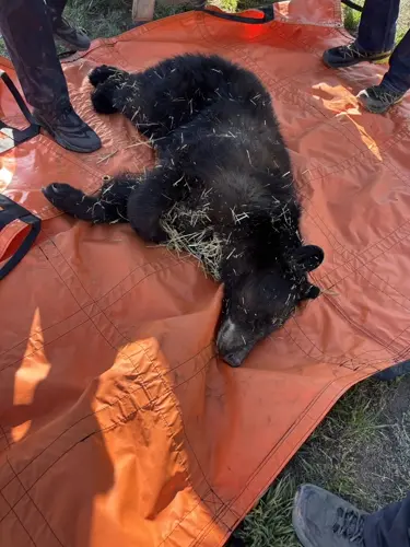Black bear safely captured after wandering into east Cheyenne neighborhood
