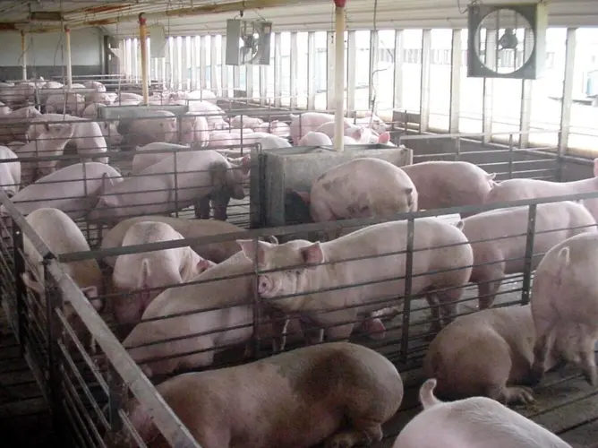 Farm animal welfare rules might be rolled back by Congress