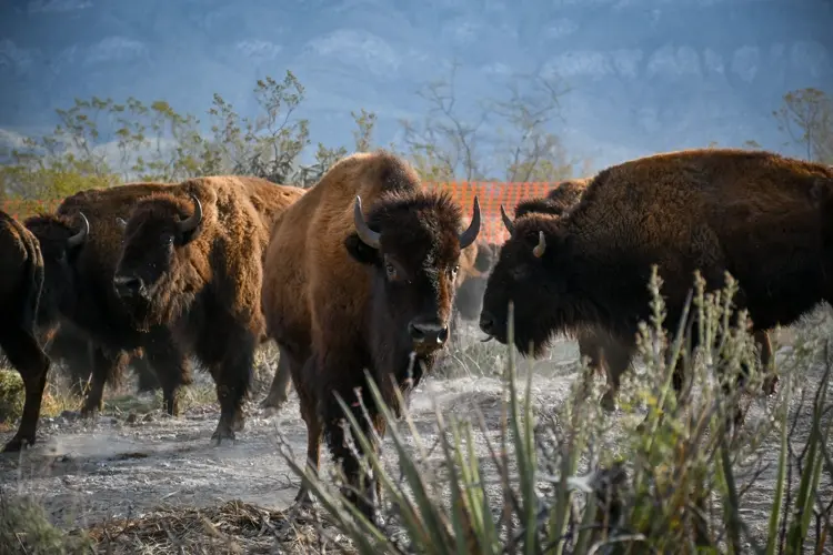 Bisontes regresan al norte de México para restaurar ecosistemas y generar nueva economía