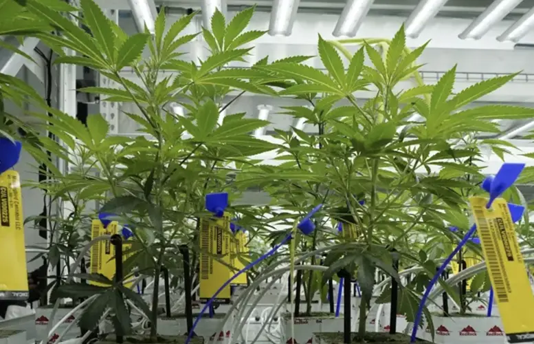 El fiscal general de Nebraska se suma a la demanda contra la reclasificación de la marihuana