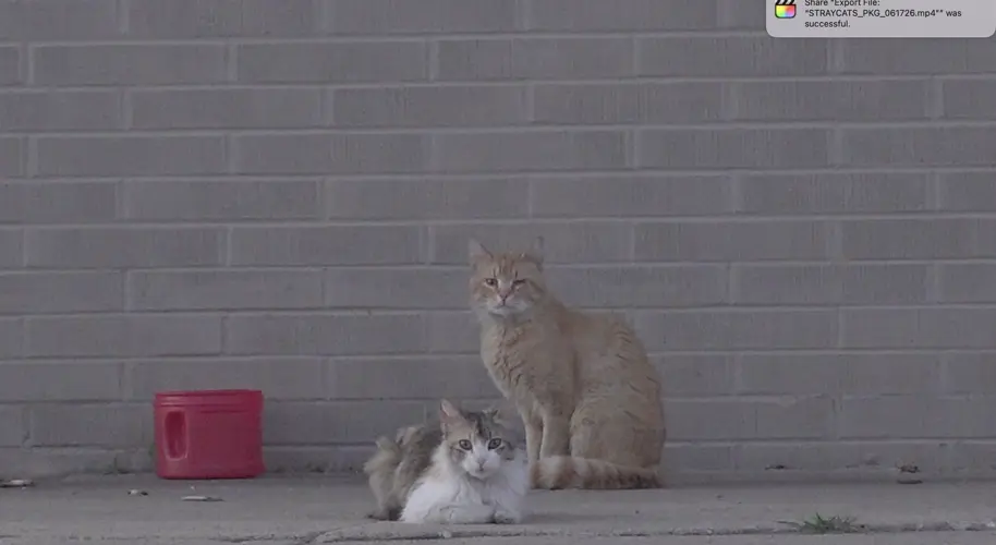 Valentine considers program to reduce feral cat population