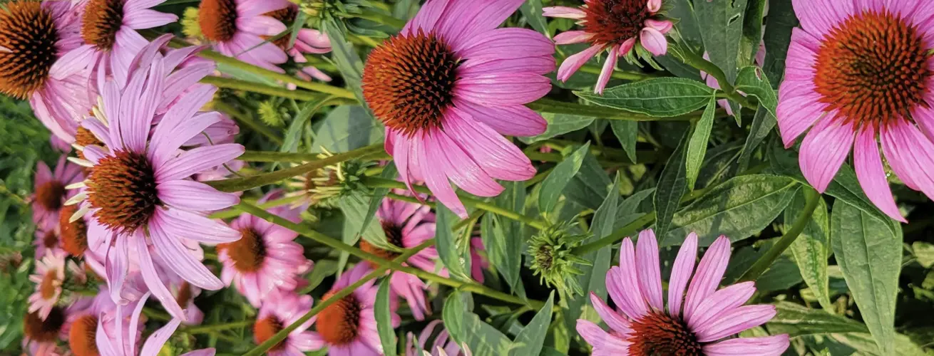 PlantNebraska launches disaster recovery fund for replanting after wildfires