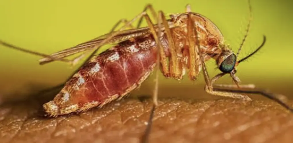 Panhandle mosquitoes test positive for West Nile virus