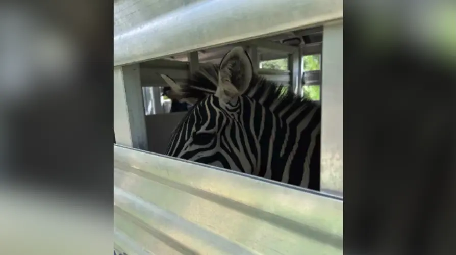 Zebra, emu, alpaca among 60 animals confiscated from West Omaha home