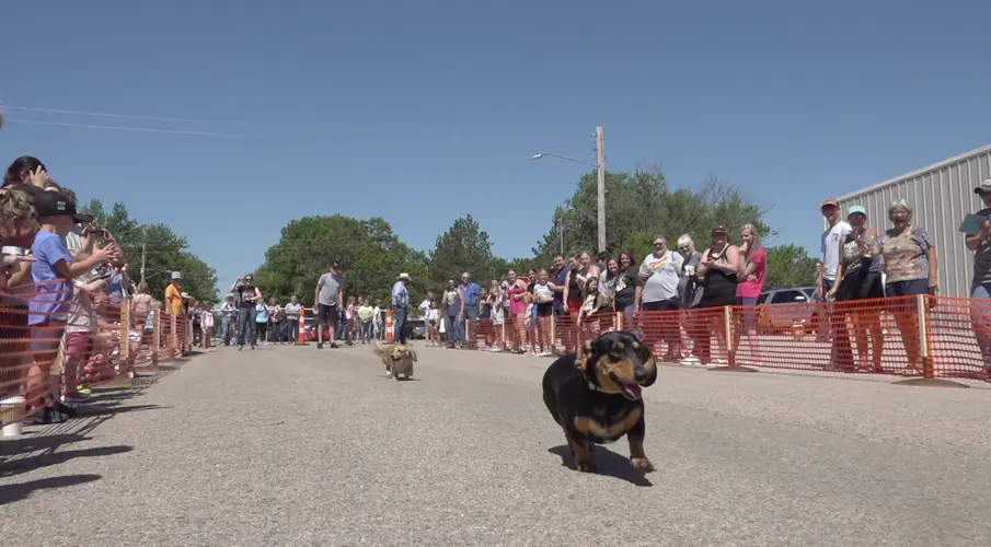 Wiener dog and corgi races debut at Long Pine Outlaw Days