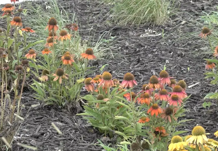 Work coming along at Beatrice Community Cancer Garden, ribbon cutting set for later this month