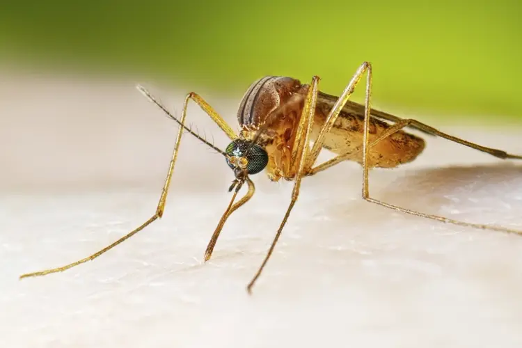 Nebraska reports first human case of West Nile virus this season