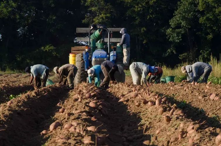 Nueva aplicación conecta a agricultores con trabajadores temporales durante la cosecha