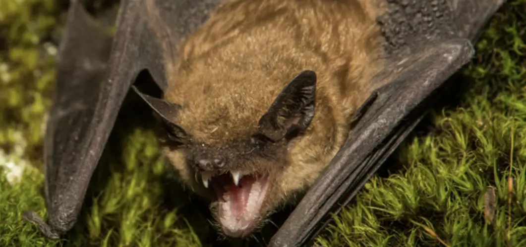Rabies warning after bat tests positive in Cherry County