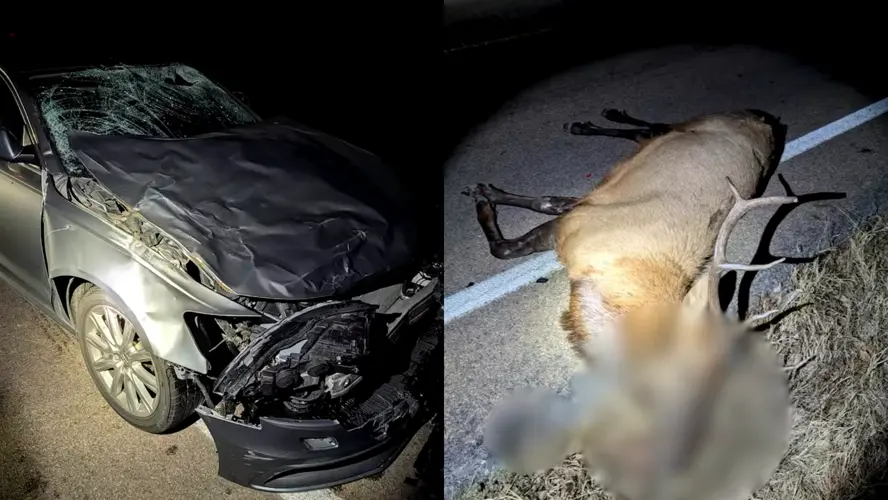 Alce de casi 600 libras muere tras ser atropellado en condado de Lancaster