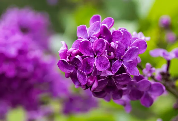 Blooming lilacs drawing visitors to Arbor Lodge