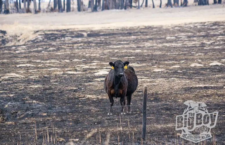 Ranchers urged to contact USDA before wildfire recovery work begins