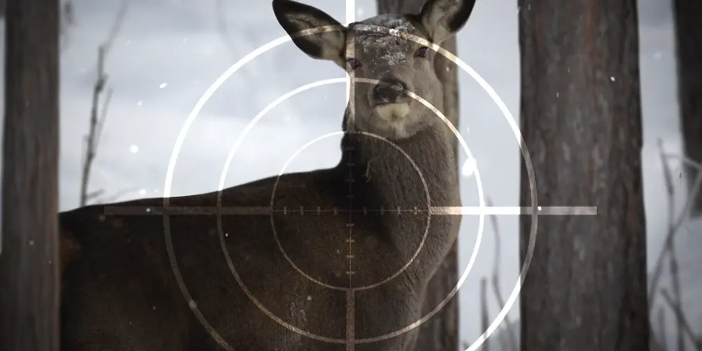Nebraska evalúa cambios en los permisos de caza de venado