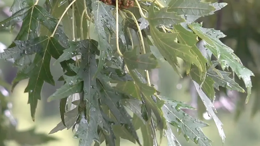 Hastings Area Historically Warm and Wet This Summer
