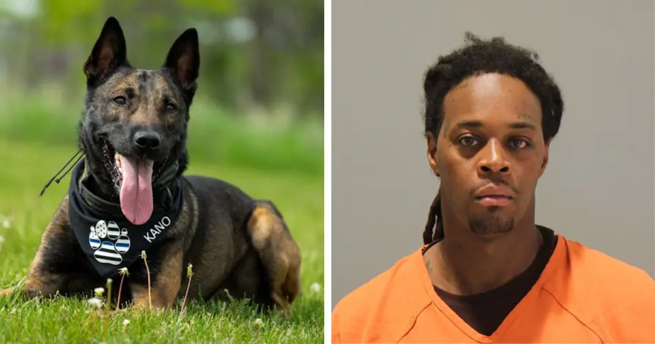 Omaha police K-9 resuscitated after being strangled during armed standoff