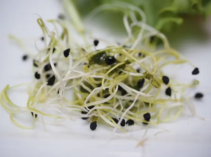 Alerta sanitaria: brote de E. coli y Salmonella por germinados de alfalfa