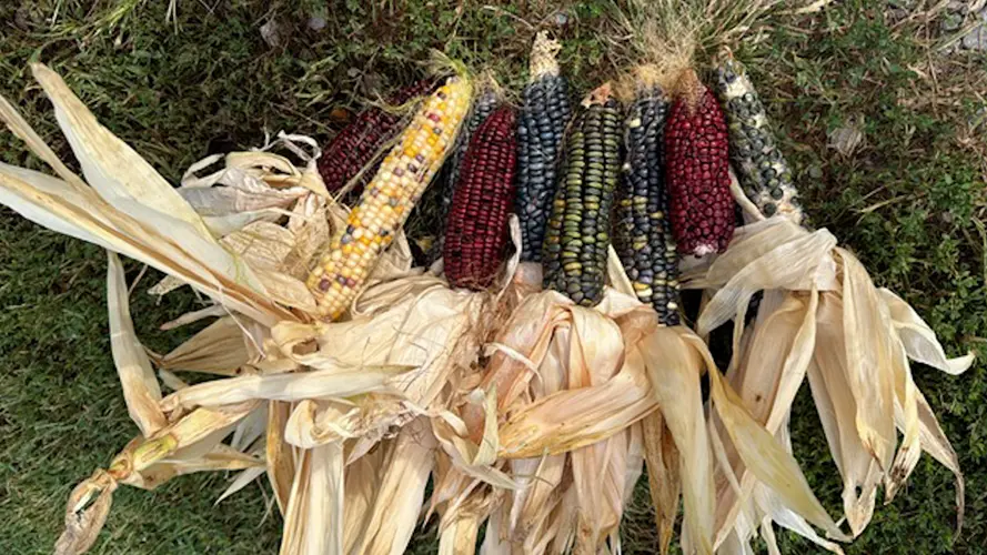¡Aprenda, explore y conéctese a través de la agricultura, la cultura y los saberes sobre las semillas en Cosecha de Saberes Field Day!