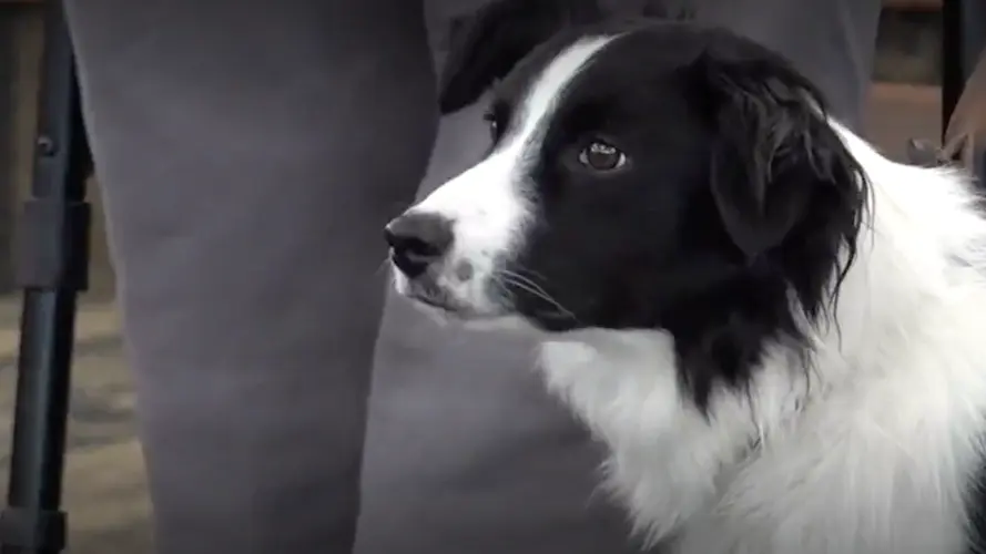 Hastings Council Reconsidering Animal Shelter Negotiations
