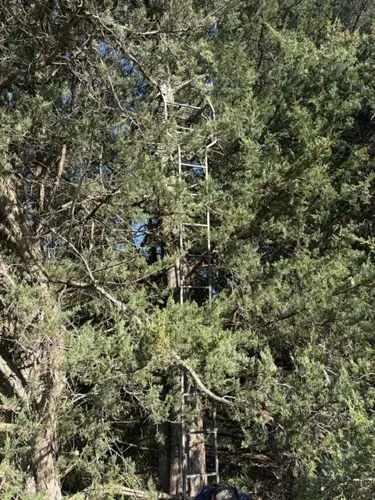 Iowa man injured after falling from tree stand near Pilger