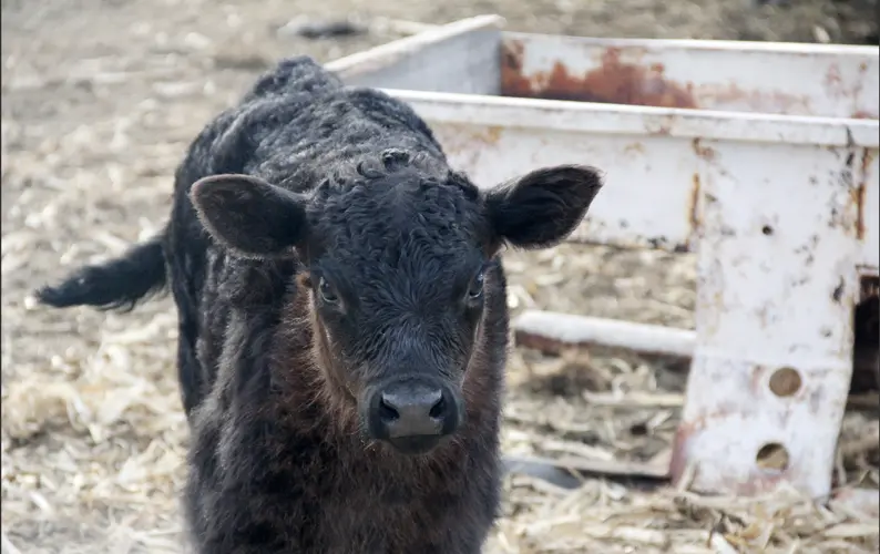 Vigilance in monitoring calf health following exposure to wildfire smoke