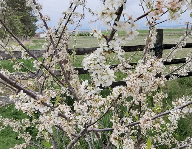 Late freezes and fruit trees