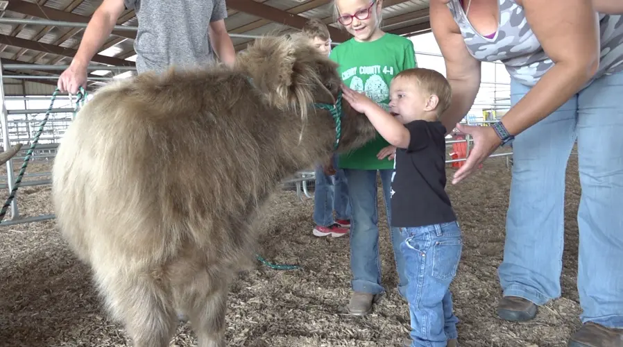 From a tarantula to a guinea pig, Cherry County Fair small animal show expands 4-H opportunities