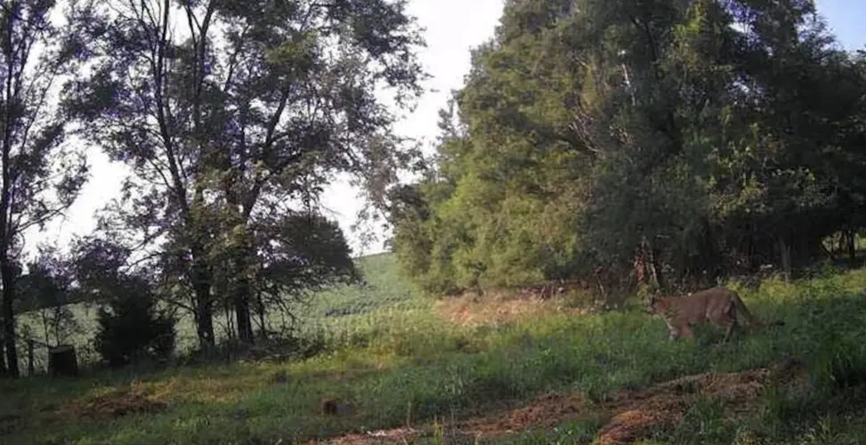 Possible Mountain Lion sighting reported in Seward County